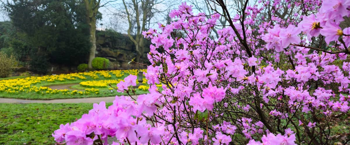 A garden with pink flowering trees and a pathway.
