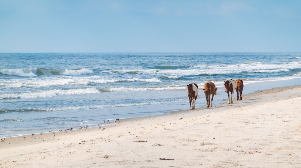 Ponies on the coast in Assateague state park