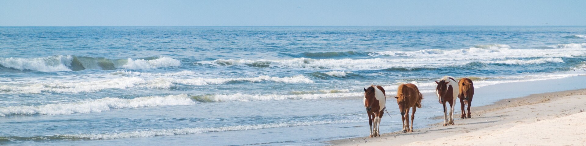 Una playa con caballos y aves.