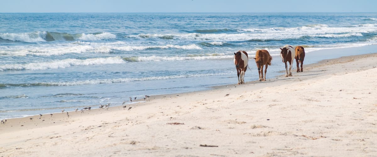 A beach with horses and birds.