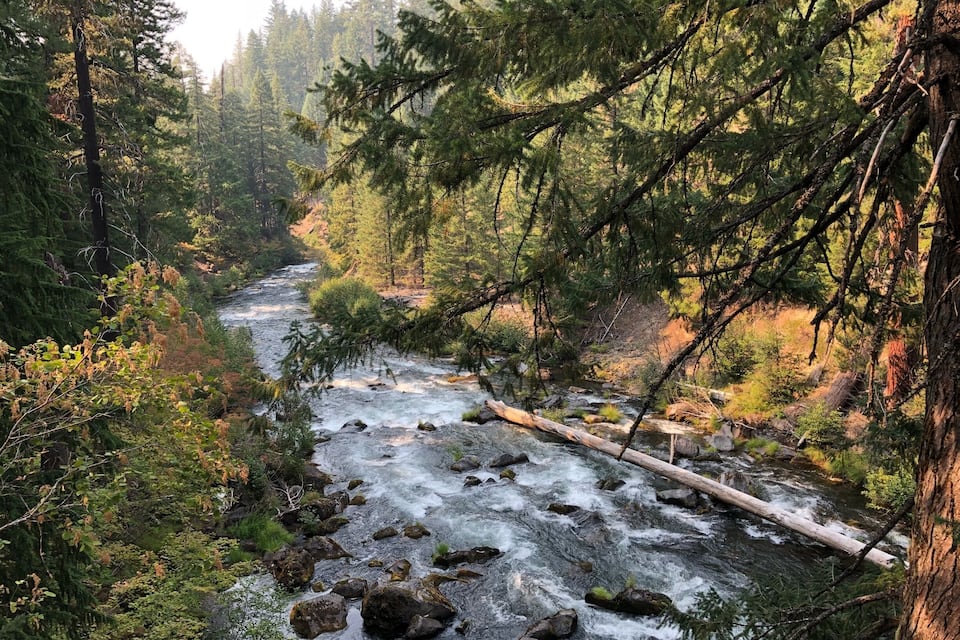 A river flowing through a forest with dense trees and a fallen log in the water.