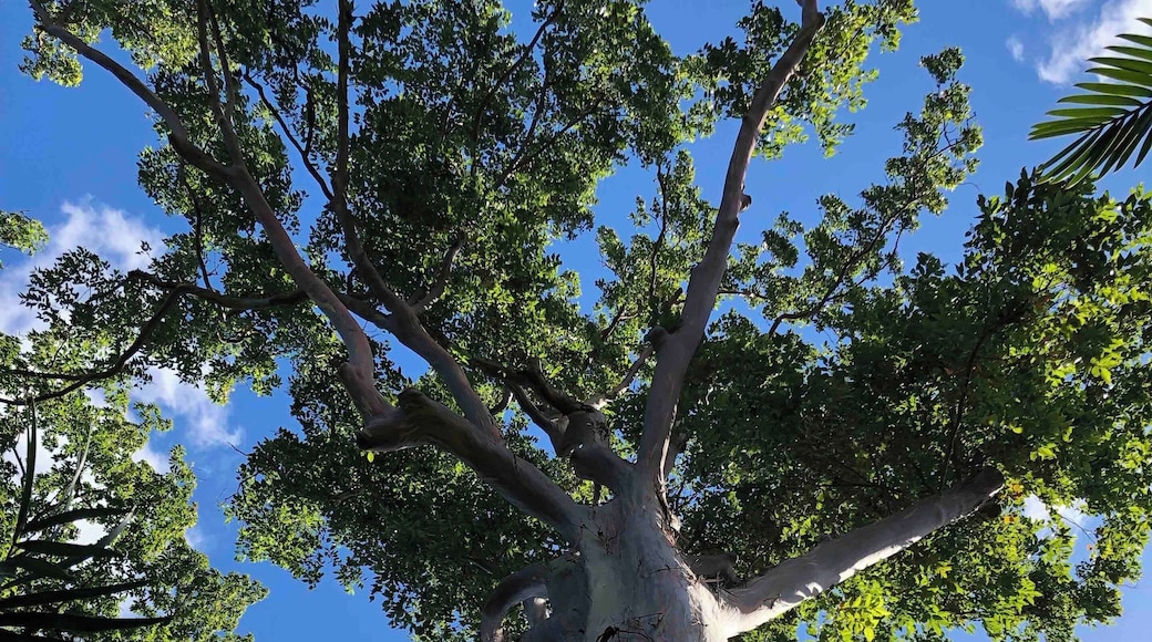 A rainbow eucalyptus tree! I’ve seen very colorized pictures and I don’t believe they look like that in life - I found it beautiful all on its own!