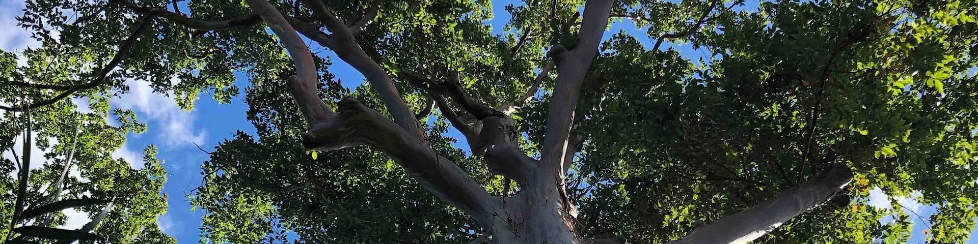 A rainbow eucalyptus tree! I’ve seen very colorized pictures and I don’t believe they look like that in life - I found it beautiful all on its own!