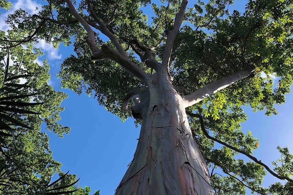 A rainbow eucalyptus tree! I’ve seen very colorized pictures and I don’t believe they look like that in life - I found it beautiful all on its own!