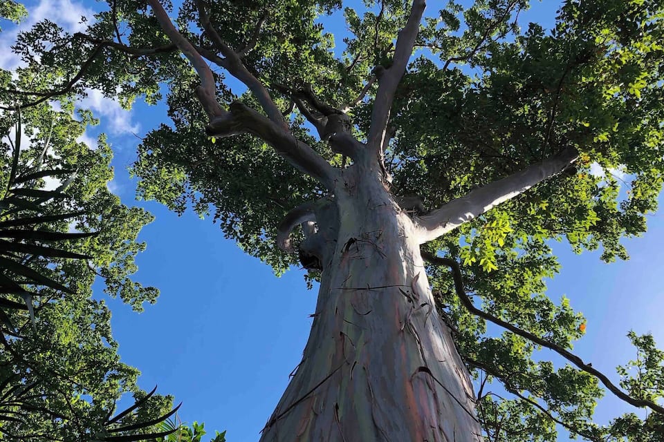 A large tree with a thick trunk and a wide canopy of green leaves against a clear blue sky.