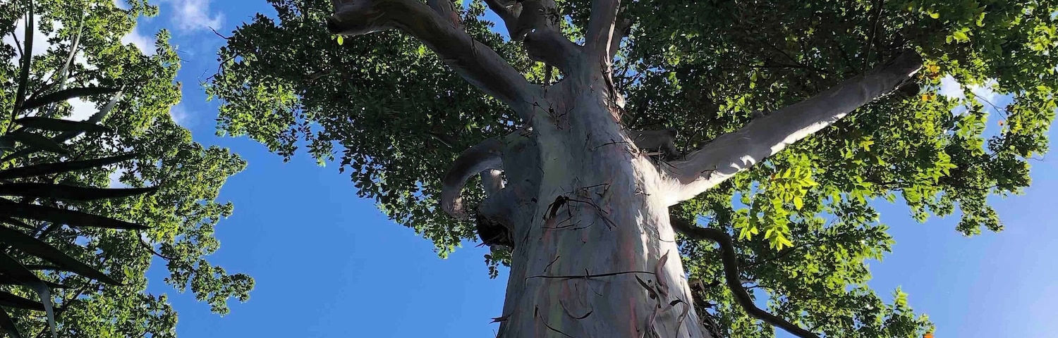 A rainbow eucalyptus tree! I’ve seen very colorized pictures and I don’t believe they look like that in life - I found it beautiful all on its own!