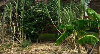 The Bishop Museum is the Hawaii State Cultural Museum and has collections to please everyone, from history to science to architecture. The original two buildings were built from lava rock that was sourced on site and are beautiful on their own. #lifeatexpedia