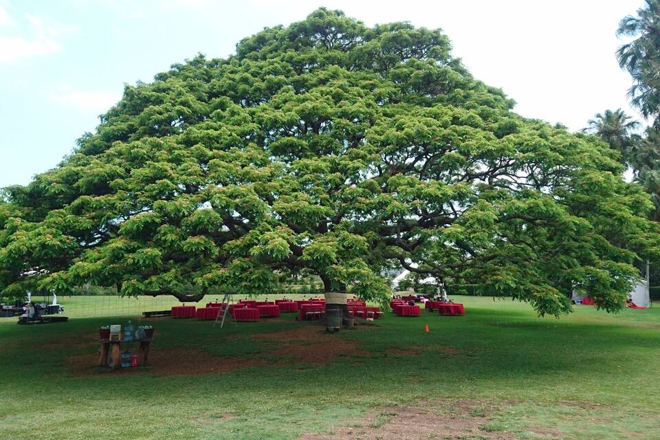 A large tree with a wide canopy in a grassy field.