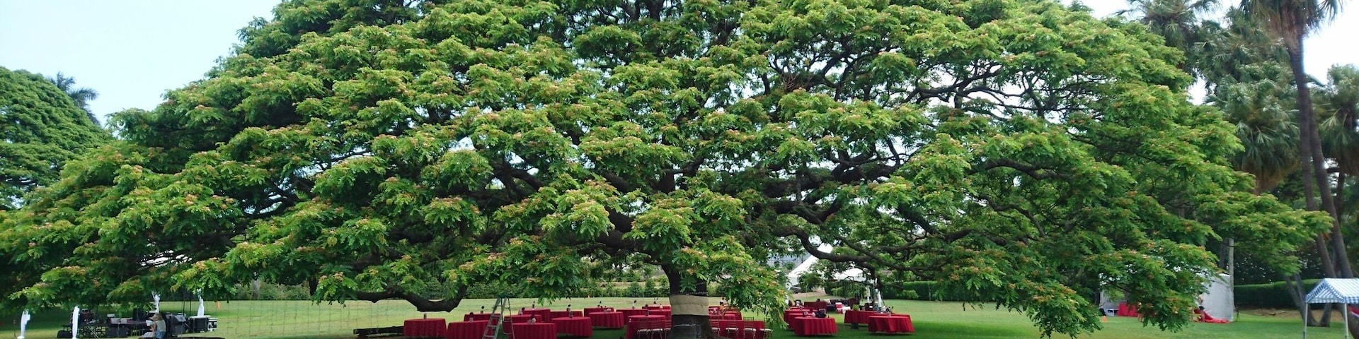 A wedding party under the monkey pod.