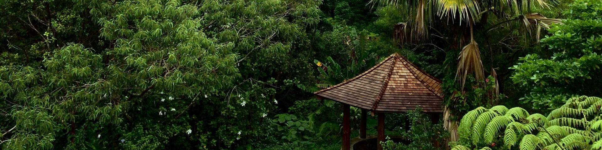 A lush green forest with a small wooden gazebo surrounded by dense foliage and palm trees.