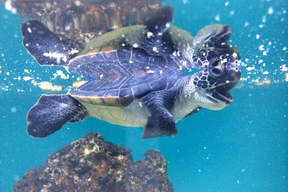 Una tortuga marina nadando en un acuario.