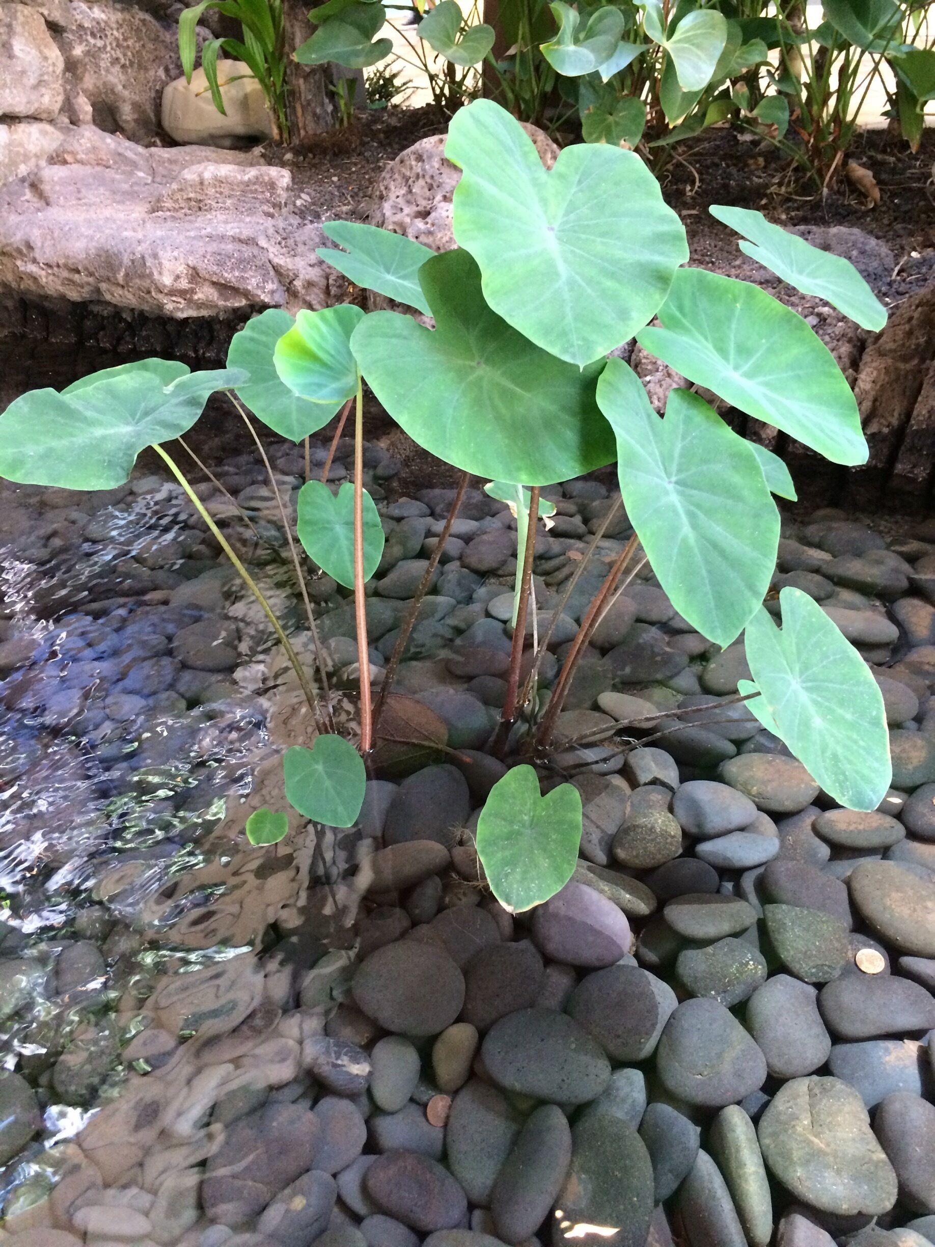 Taro plant