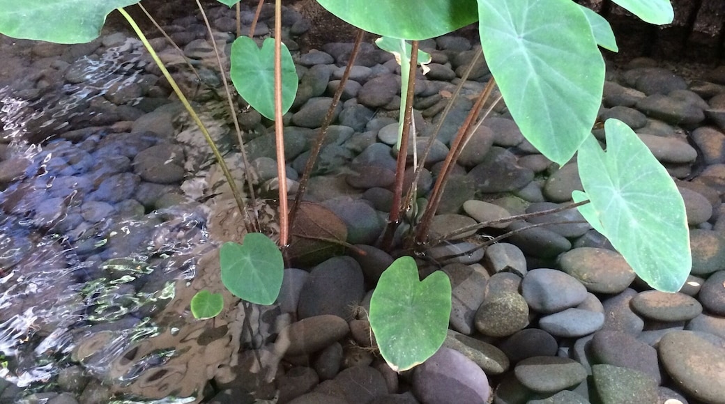 Taro plant