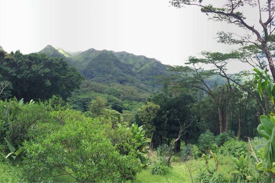 Un paisaje exuberante y verde con vegetación densa y montañas al fondo.