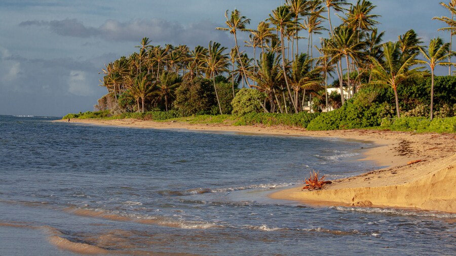 Take A Stroll
#seascapephotography #landscape #travel #photo #fotó #Foto #beautiful #Wow #photography #sky #palms #hawaii2019 #waves #beachlife #AlohaFriday #havealohawillteavel #beach #Island #hawaiistagram #paradise #tropical #HI #potd #PhotoOfTheDay #clouds #canonusa #Canon