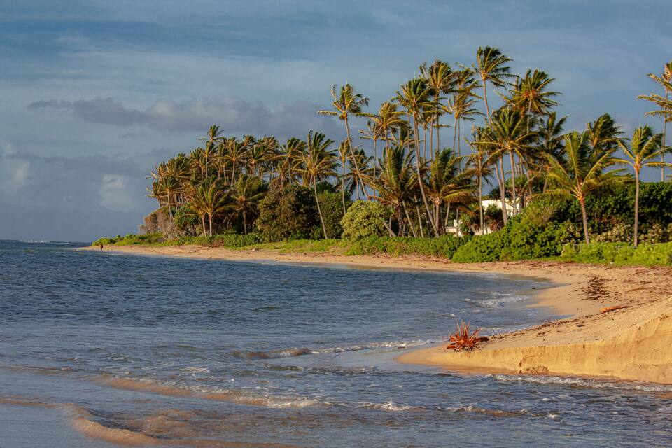 A beach with palm trees and a sandy shore.