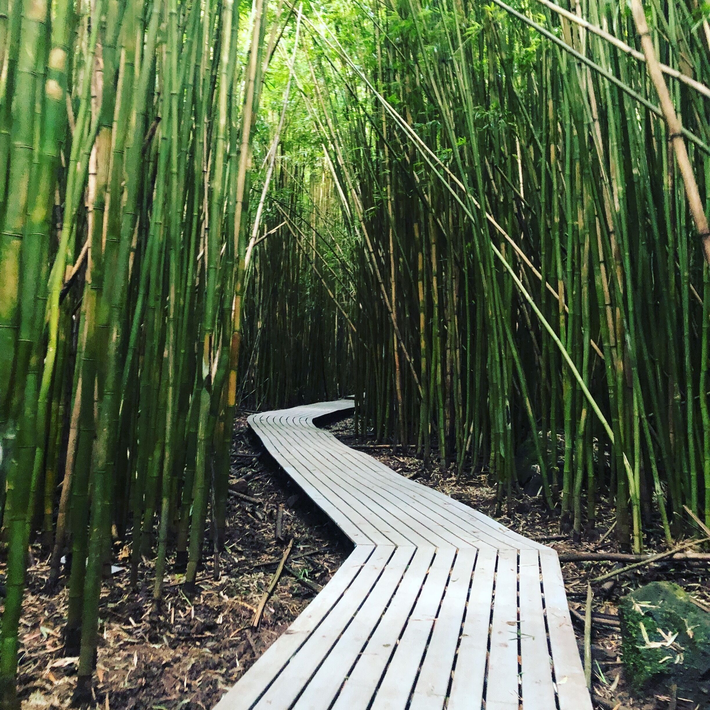 The beautiful bamboo forest near Hana on Maui. It’s part of the Pipiwai trail, a 4 mike trail that ends with a beautiful waterfall. 