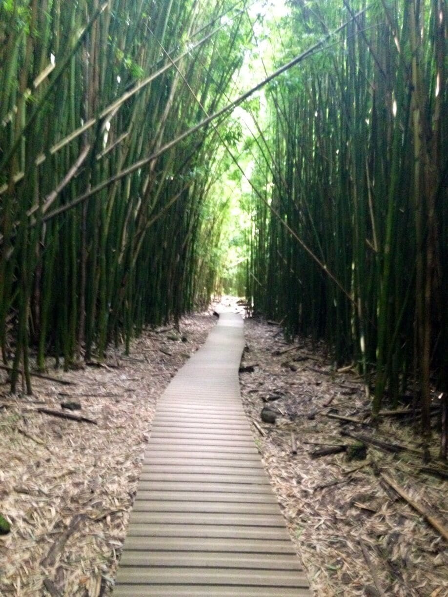  The Bamboo Forest , Haleakala  National Park, MAUI.
#NationalPark