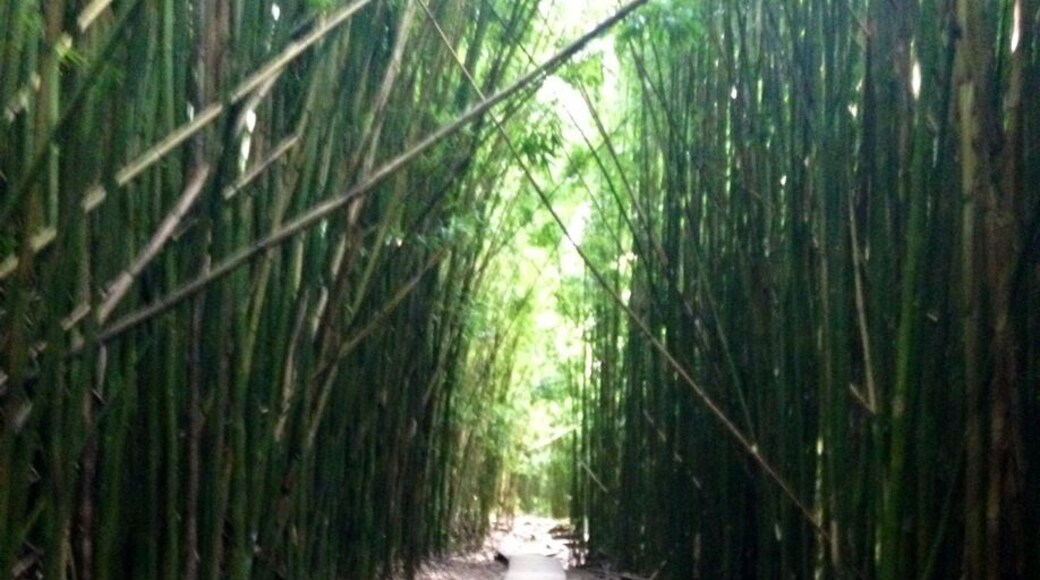 The Bamboo Forest , Haleakala National Park, MAUI.
#NationalPark