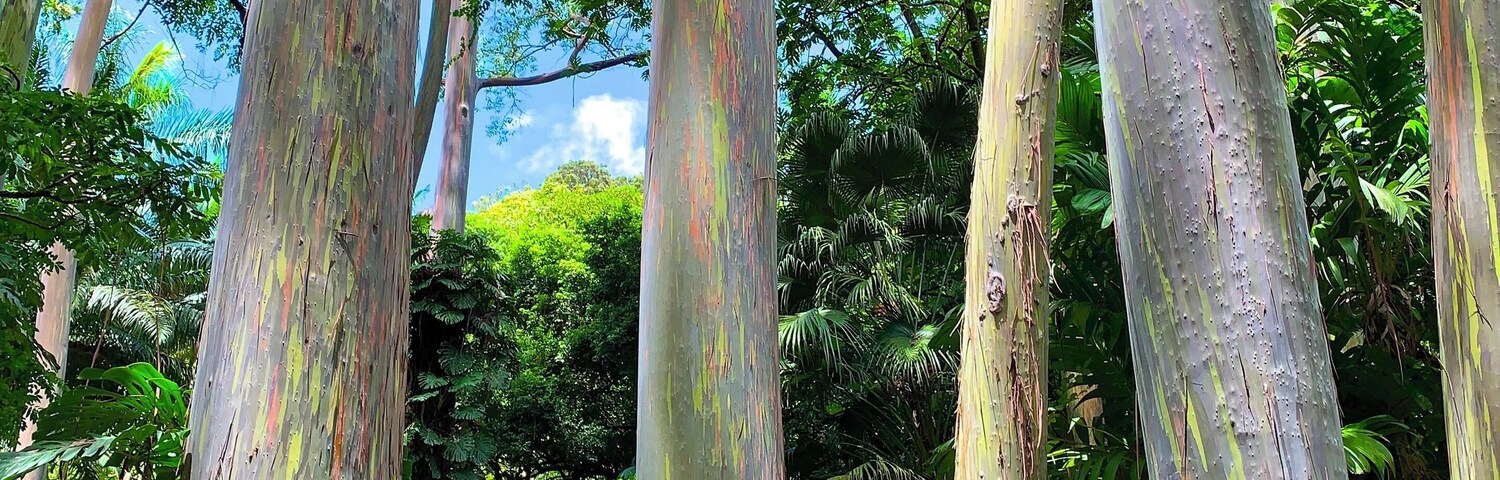 Árboles altos con corteza descascarada en un bosque denso.
