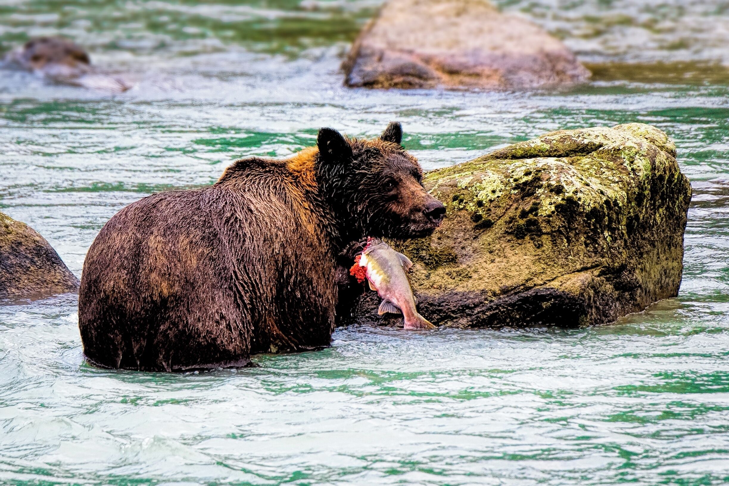 The chance to see a wild brown bear and her two cubs was one of the highlights of my cruise to Alaska.  We spotted them not far outside of Haines up the Chilkoot River.