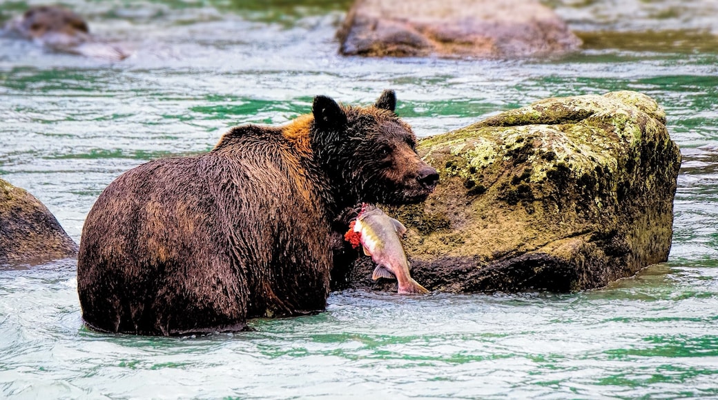 The chance to see a wild brown bear and her two cubs was one of the highlights of my cruise to Alaska. We spotted them not far outside of Haines up the Chilkoot River.