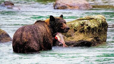 A bear holding a fish in a river.