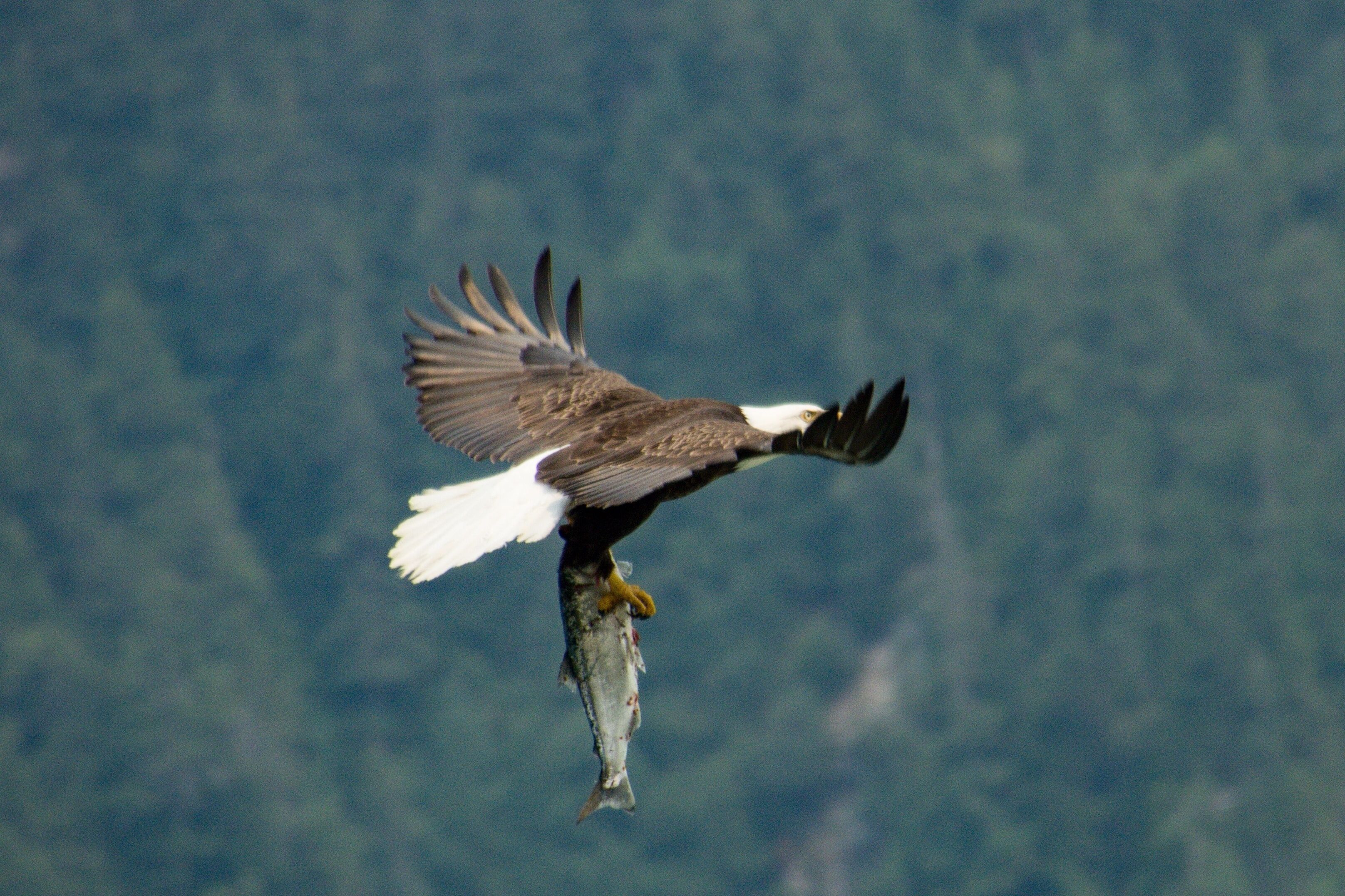 A beautiful sighting as we stood on the banks of the Chilkoot River in Haines. 

#Nature Photo Contest