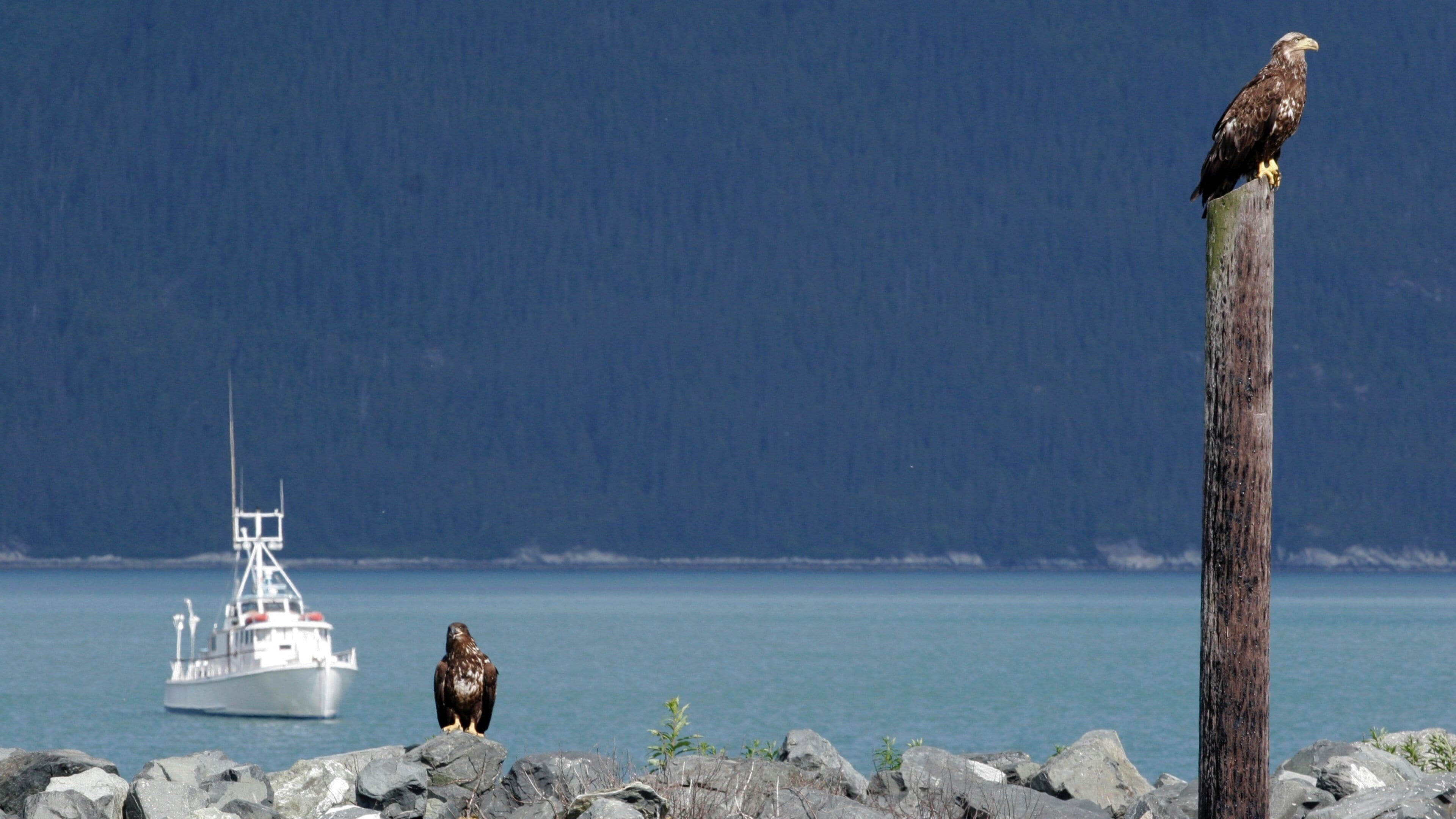 海恩斯 其中包括 港灣 和 鳥禽動物