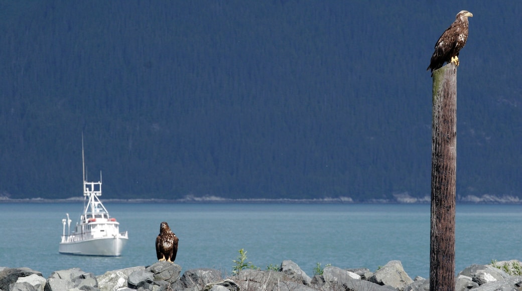 Haines montrant vie des oiseaux et baie ou port