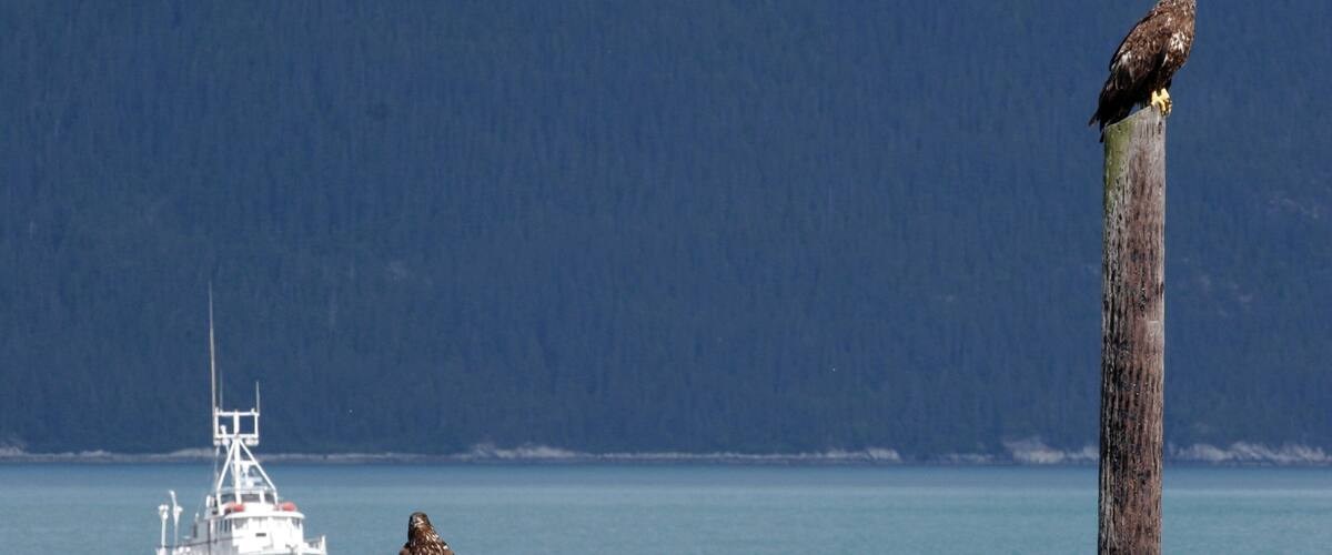 Haines ofreciendo vida de las aves y una bahía o puerto