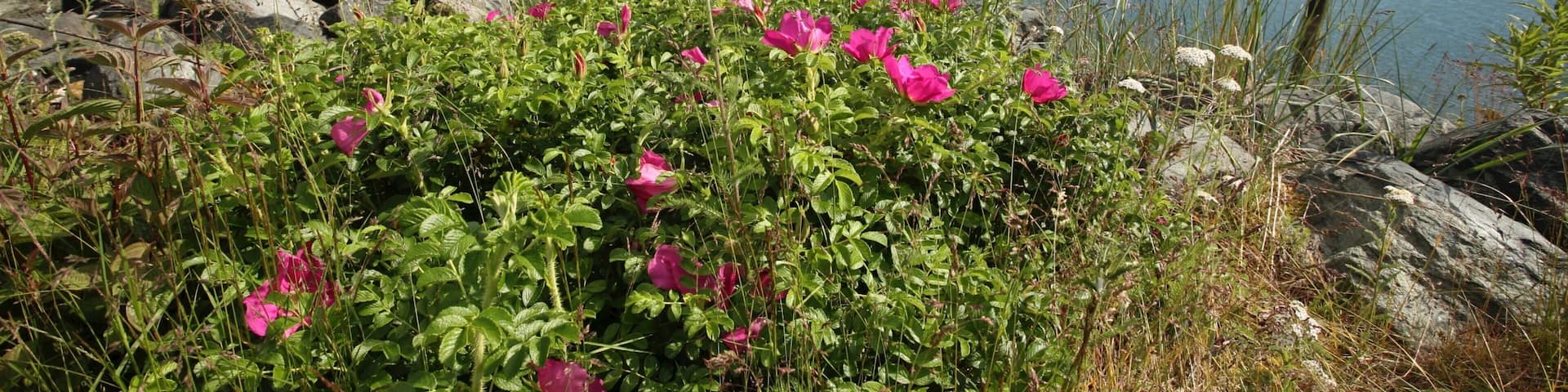Haines which includes a marina, wildflowers and a lake or waterhole