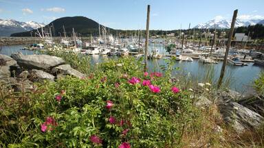 Haines ofreciendo un lago o abrevadero, una marina y paseos en lancha