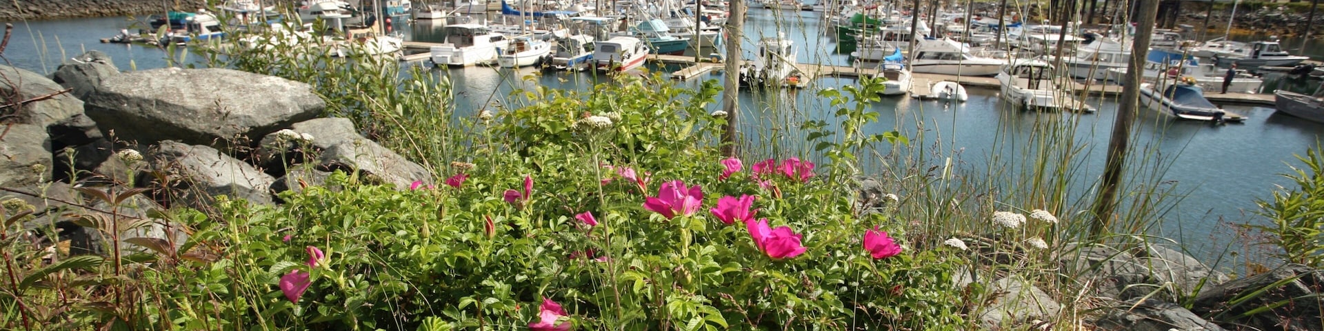 Haines which includes a marina, wildflowers and a lake or waterhole