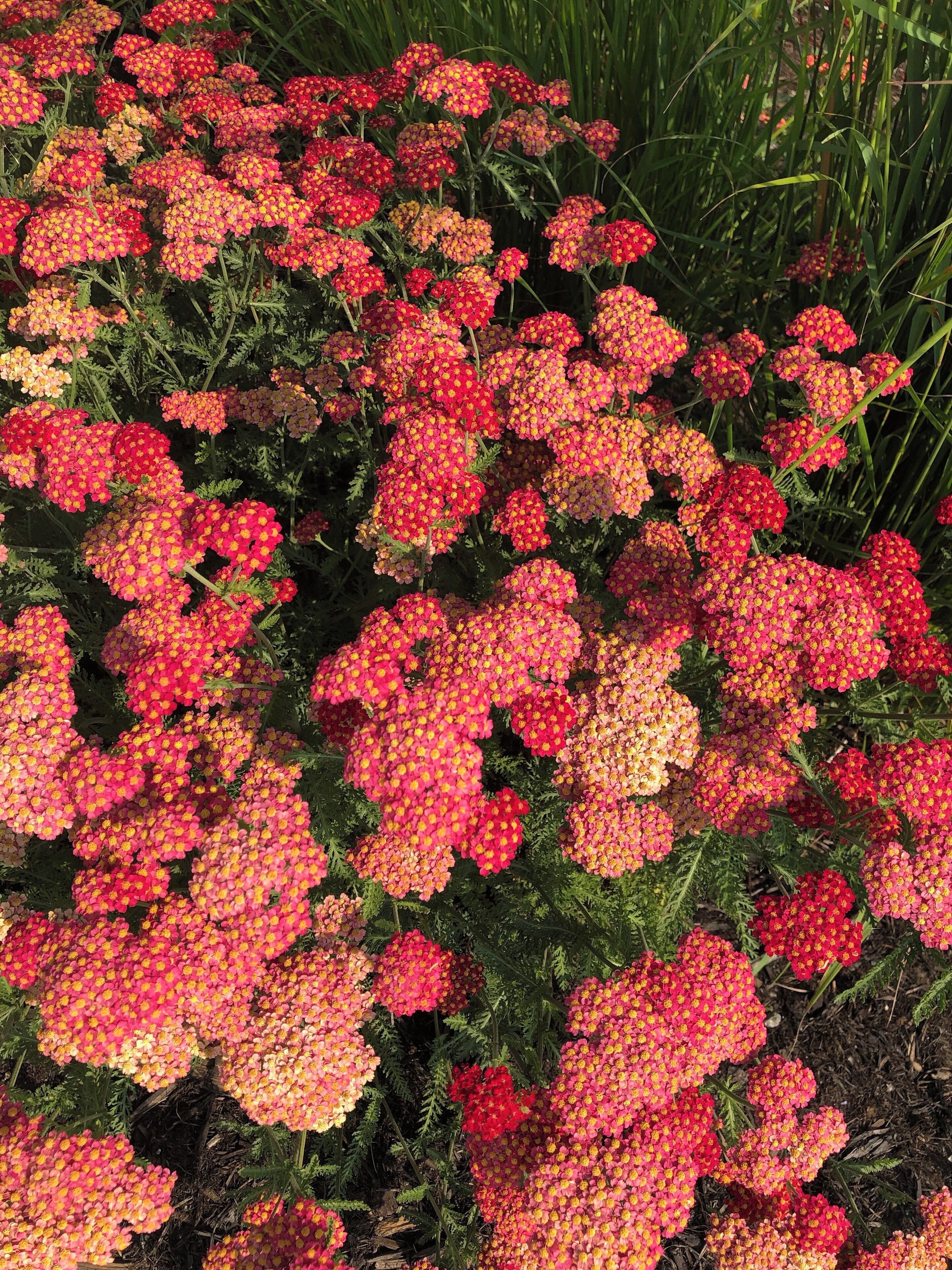 The flowers are bigger and more beautiful in Alaska. I guess having 20+ hours of sun a day will do that to a plant. 

#Nature Photo Contest