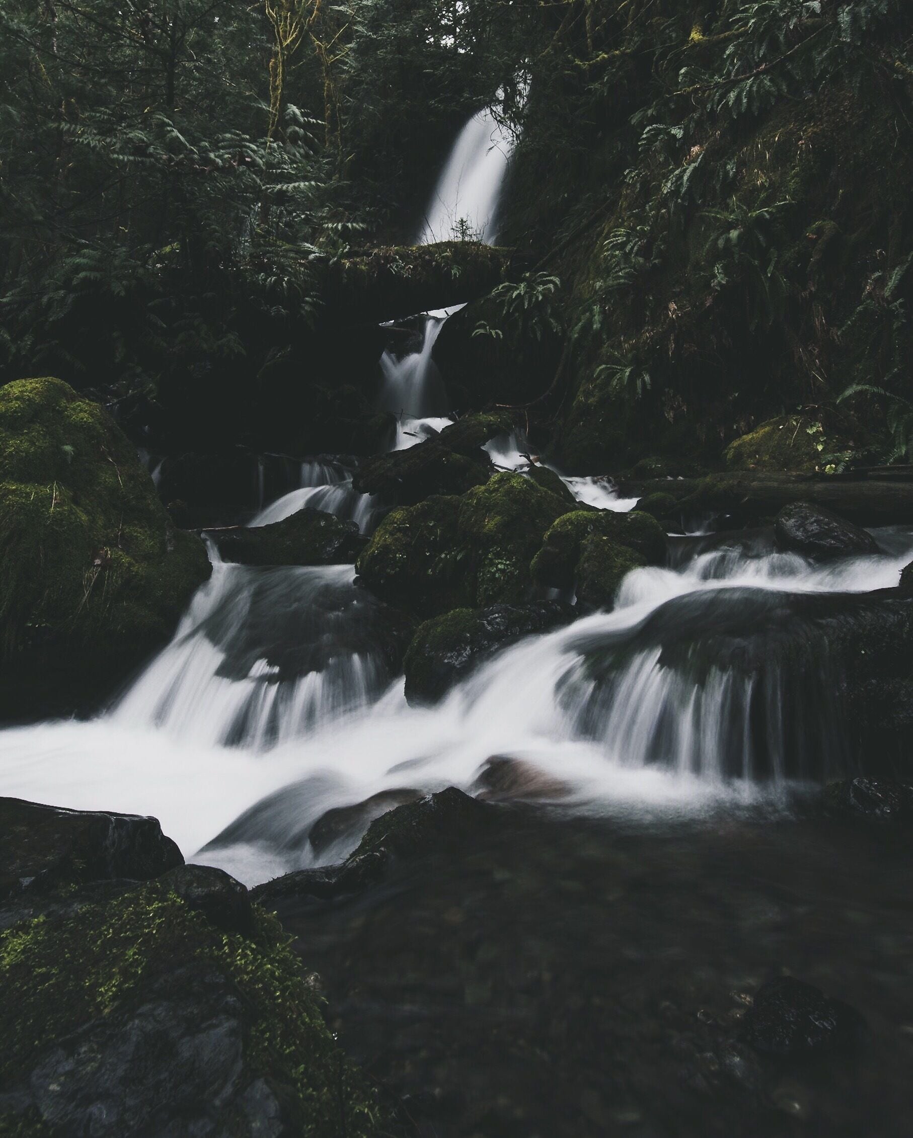 One of many roadside falls in Quinault, WA.
