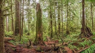 Quinault Rainforest, Olympic National Park, USA