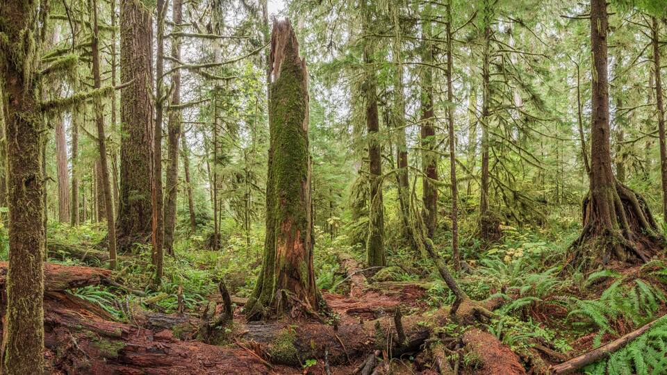Quinault Rainforest, Olympic National Park, USA