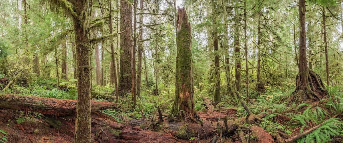 Quinault Rainforest, Olympic National Park, USA