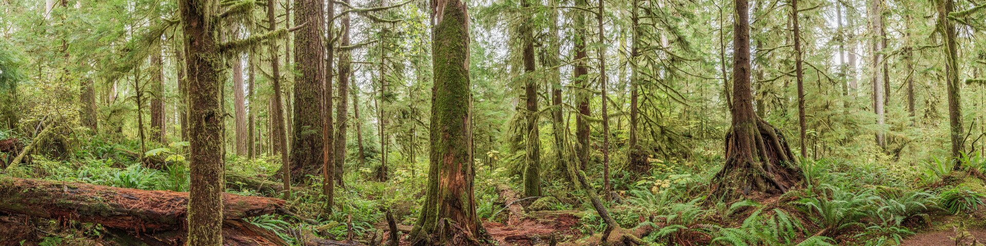 Quinault Rainforest, Olympic National Park, USA