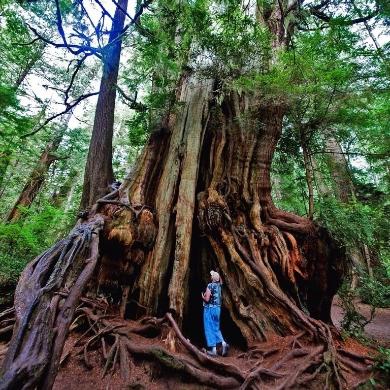 A large tree with extensive roots and a person standing near it.