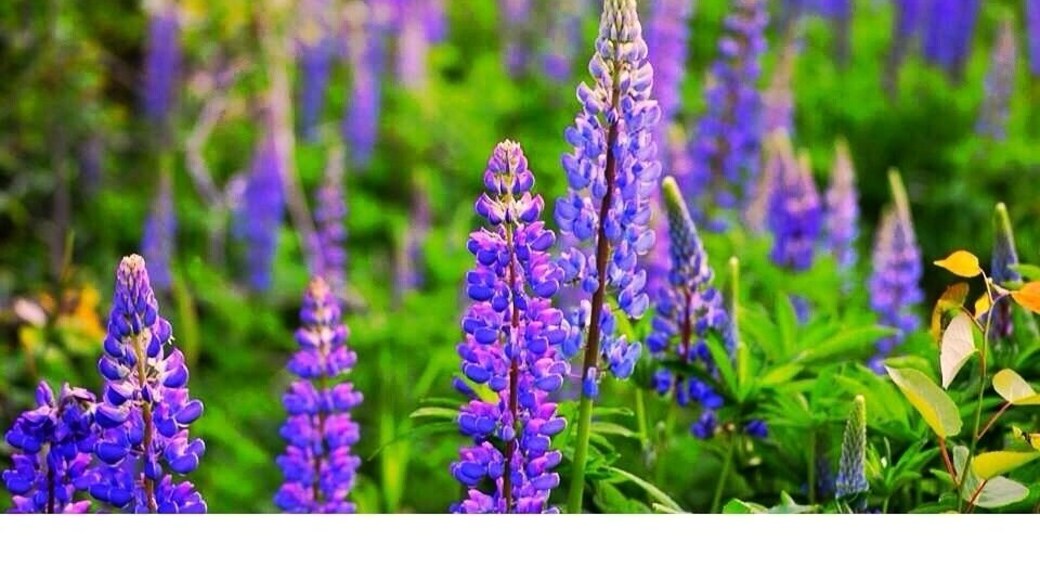 Wild Lupins bloom mud-June in North Western Maine
#Lupins
#BestOf5