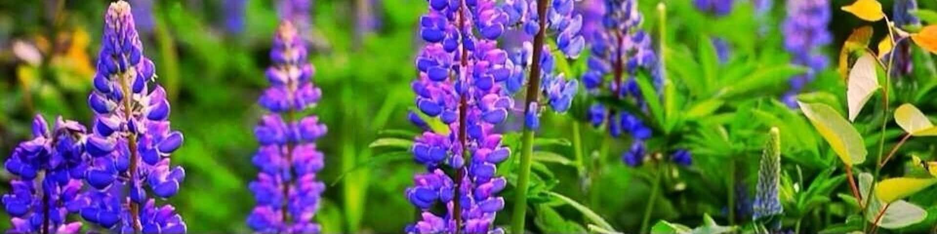 Wild Lupins bloom mud-June in North Western Maine
#Lupins
#BestOf5