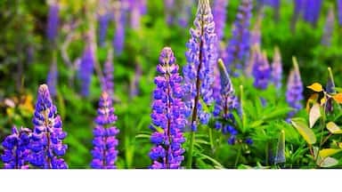 Wild Lupins bloom mud-June in North Western Maine
#Lupins
#BestOf5