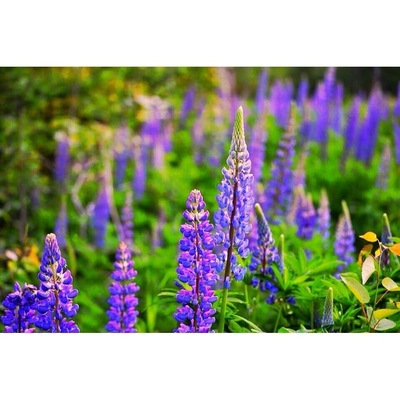 Wild Lupins bloom mud-June in North Western Maine
#Lupins
#BestOf5