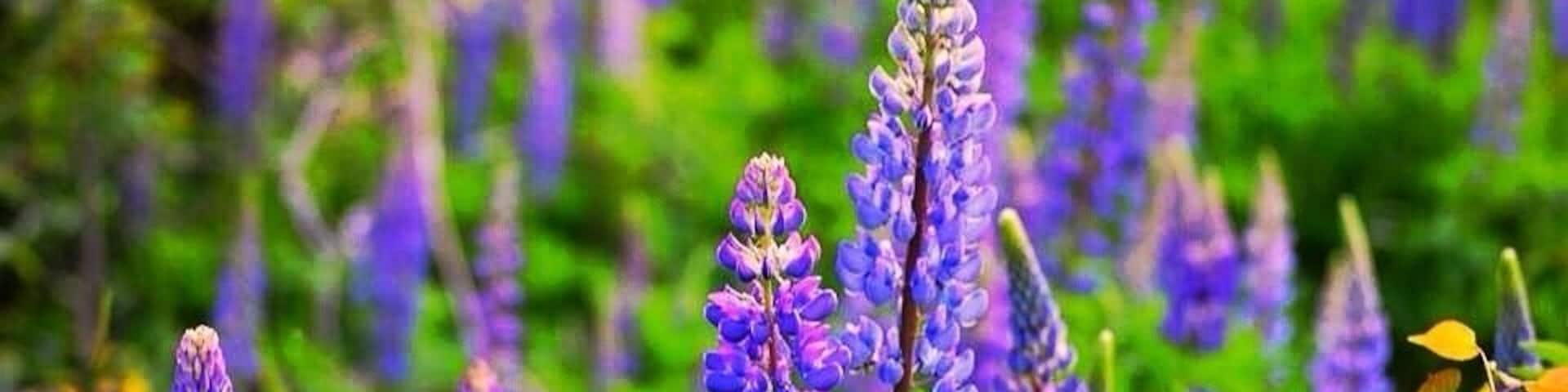 Wild Lupins bloom mud-June in North Western Maine
#Lupins
#BestOf5