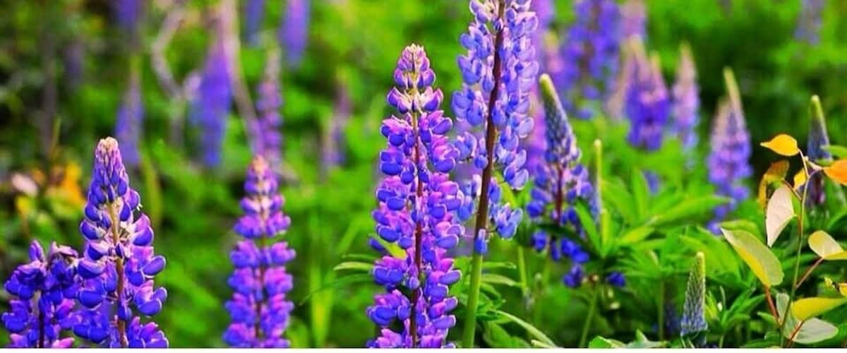 Purple lupine flowers in a field.