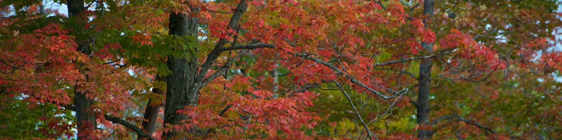 Rangeley which includes fall colors