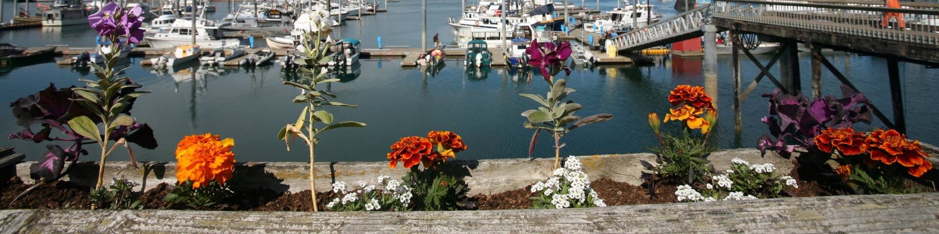 Homer showing a bay or harbor, a marina and flowers