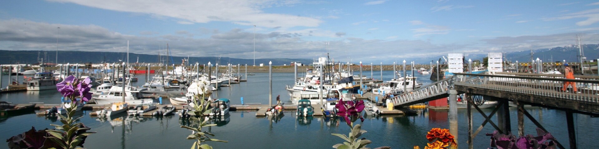 Homer showing a bay or harbor, a marina and flowers
